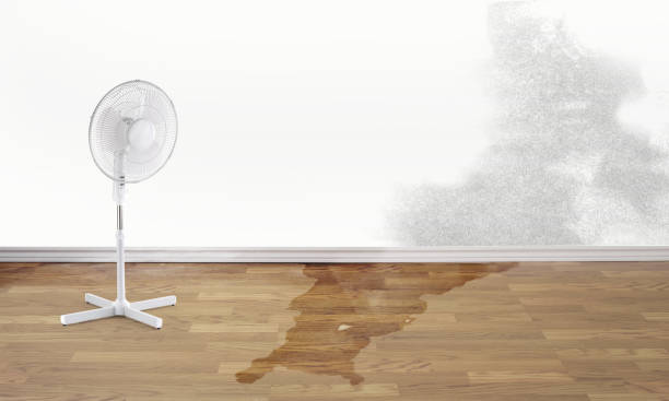 Best Water damage cleanup near me  in Easton, CA